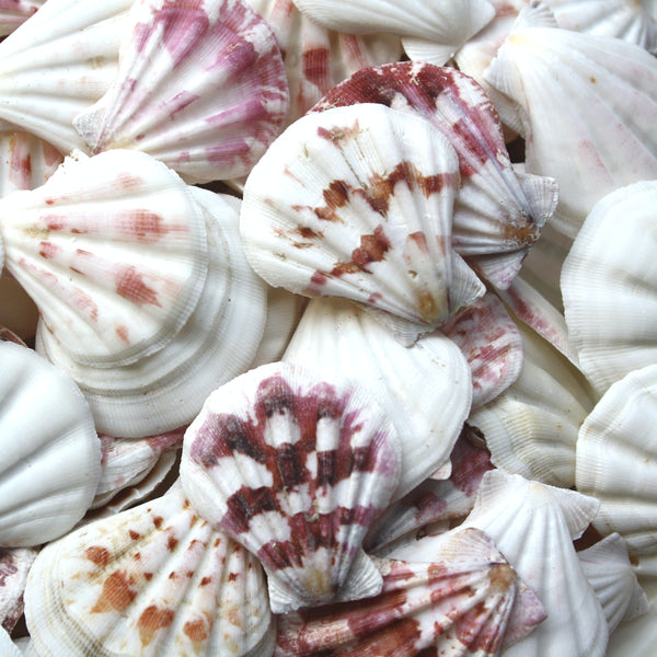 Strawberry Pink and White Scallop Shells - 1 Kg